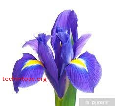 Blue Iris 5.5.6.6 Crack
